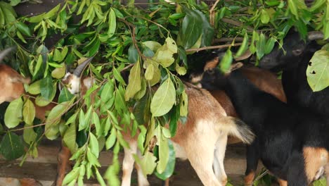 goats eating leaves and branches on a farm