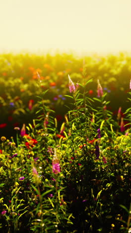 a field of wildflowers bathed in golden light at sunset