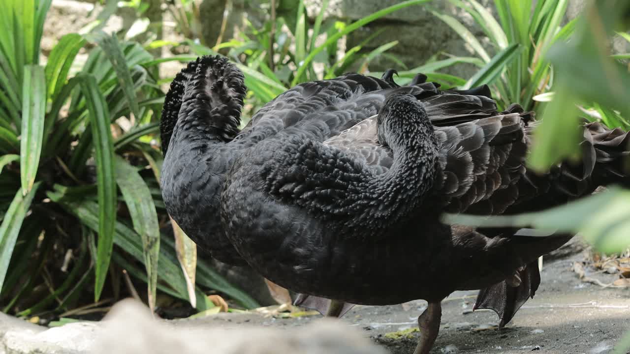 Black Swan Preening Close-Up with Detailed Feather Texture in Sunlight