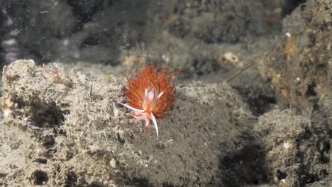 Impresionante-Nudibranquio-Destacado-Contrastado-Con-Una-Estructura-De-Arrecife-Aburrida