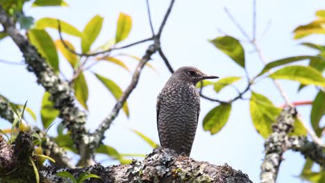 Zorzal-Solitario,-Monticola-Solitarius