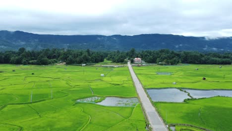 vista aérea de un campo de arroz en arunachal pradesh