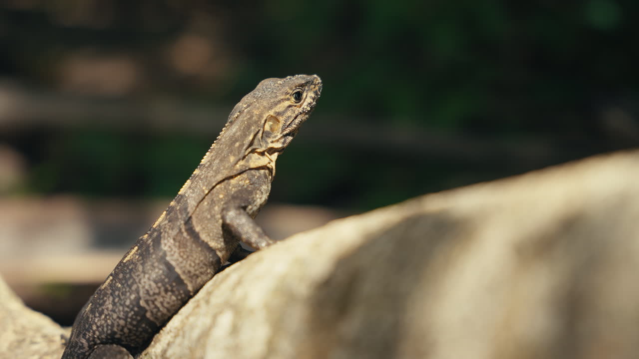 Iguana on a rock