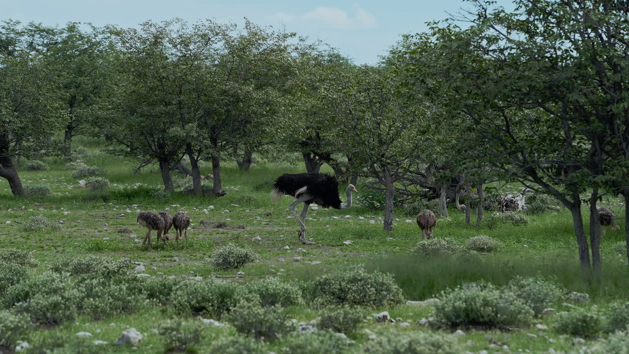 Ostriches in a Savanna Environment