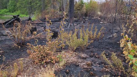 Zwischen-Den-Verbrannten-Umgestürzten-Bäumen-Und-Der-Geschwärzten-Erde-Verbliebene-Versengte-Sträucher