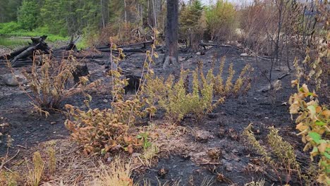 remaining singed shrubs amongst the burnt fallen trees and blackened earth