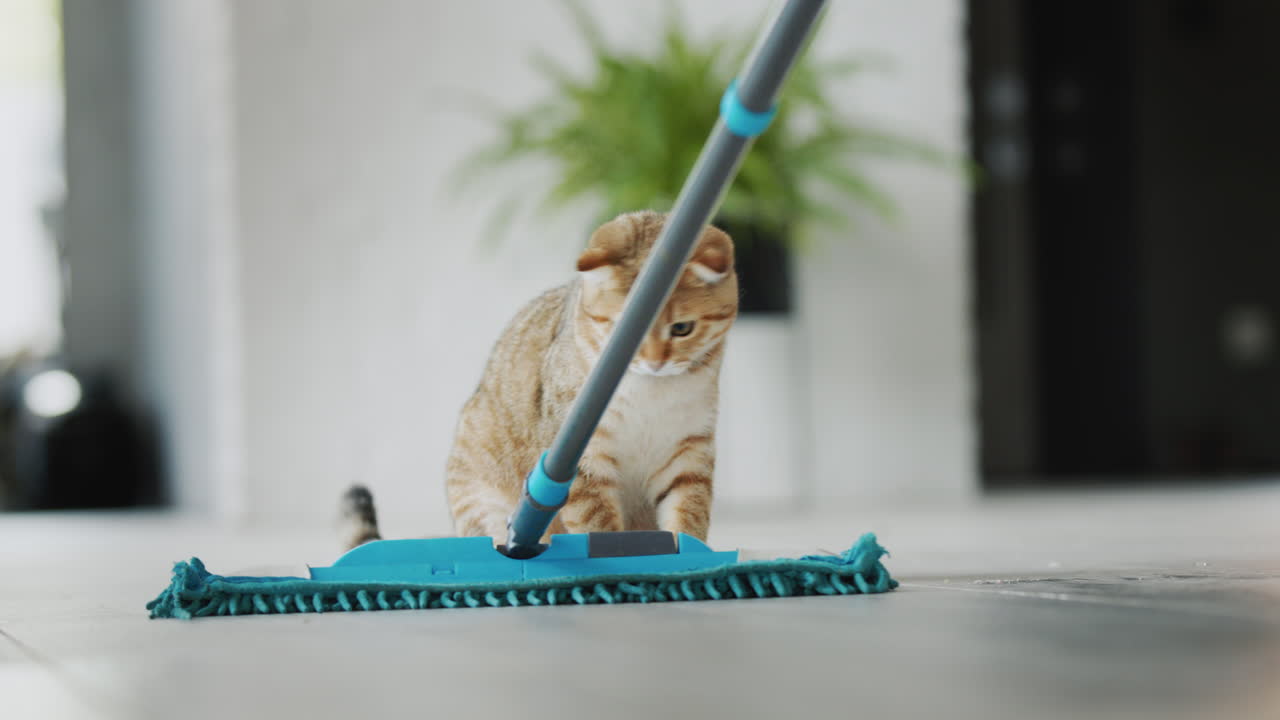 The Cat Watches How They Wash The Floor, Gets Scared Of The Mop And ...