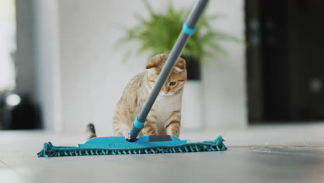 the cat watches how they wash the floor, gets scared of the mop and jumps. funny videos with pets