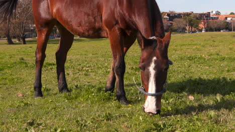 un caballo marrón pastando en un área suburbana, moviendo la cola y pateando