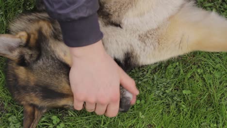 naughty playful furball dog biting owner in a game