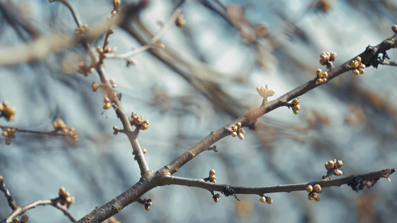 New buds on the delicate branch in early spring