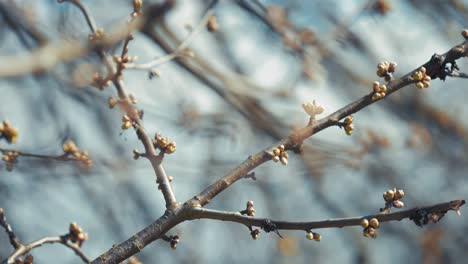 new buds on the delicate branch in early spring