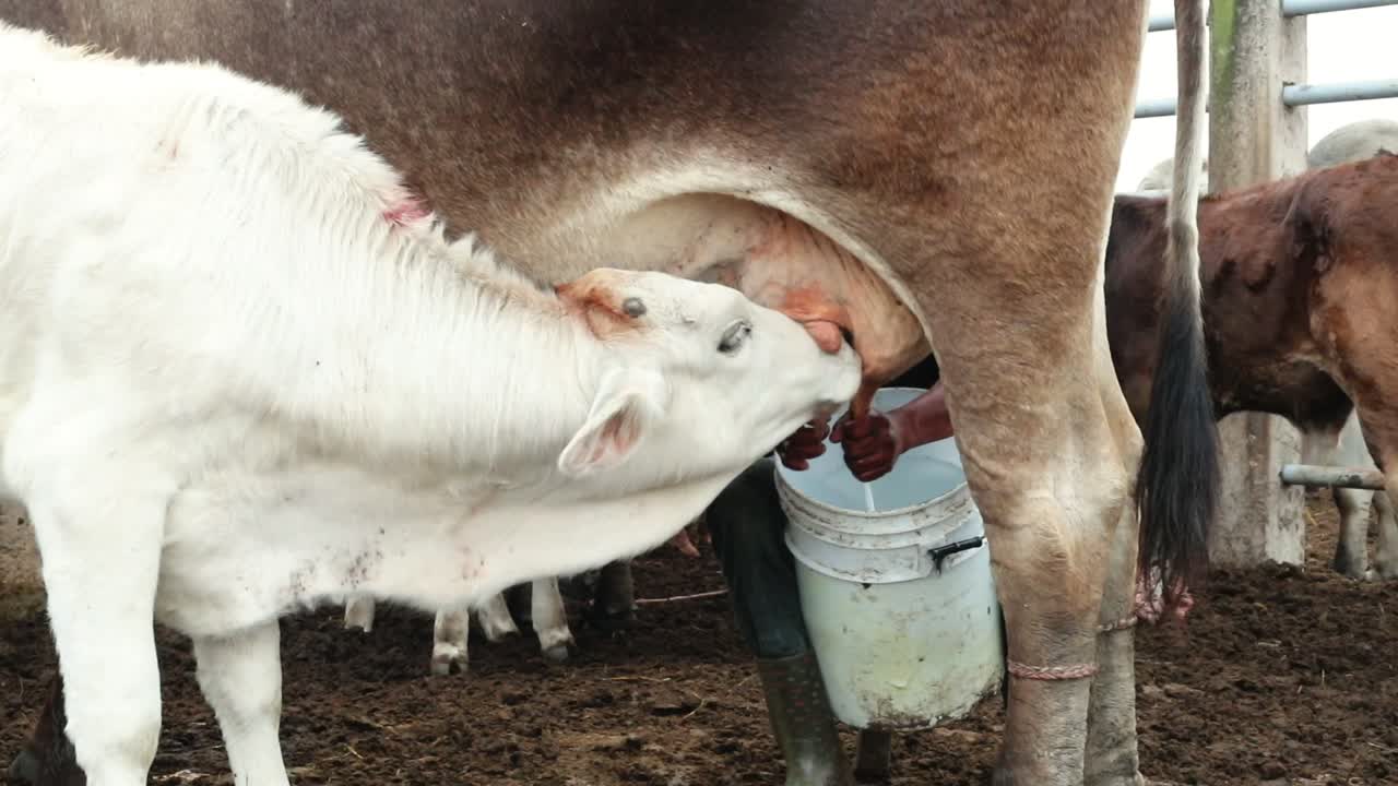 COW BEING MILKED WITH HER CALF