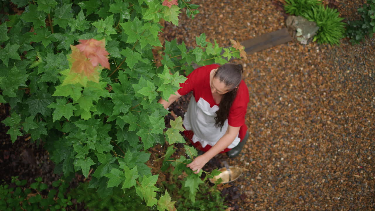 Woman caretaker inspecting courtyard foliage overhead, red top with white apron, reaching into leafy canopy, trimming and checking leaves with shears, pebbled pathway and golden boots, focused
