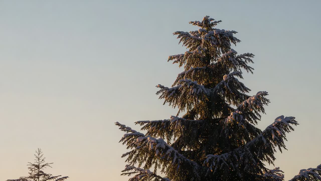 Showing tall snowy conifer tree shifting as sunrise warming branches at park, small distant conifer