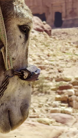 el burro en petra, jordania