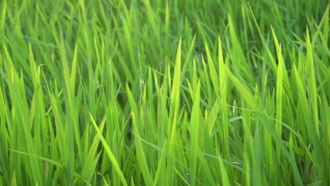 green paddy with with evening