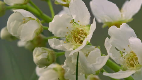 white cherry blossoms petals in the wind with yellow stamen and green stems