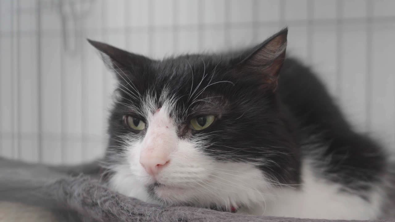 검은 고양이가 휴식을 취하고 지켜보고 있습니다.