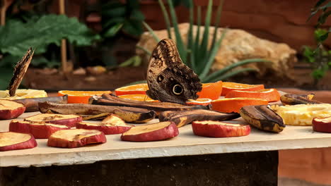 alimento para la mariposa majestuosa en el zoológico nacional, vista de mano