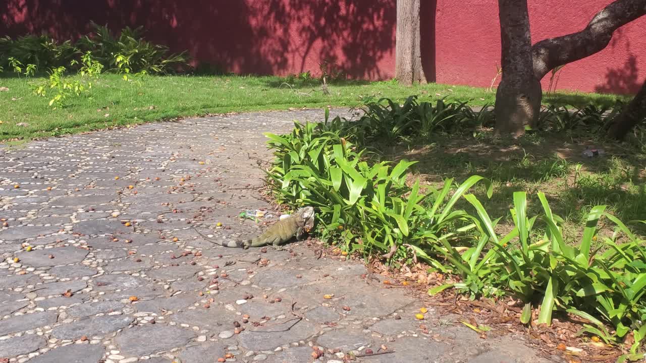 Close perspective of an Iguana iguana exploring the textured stone walkway of a brightly lit, manicured tropical setting, Venezuela