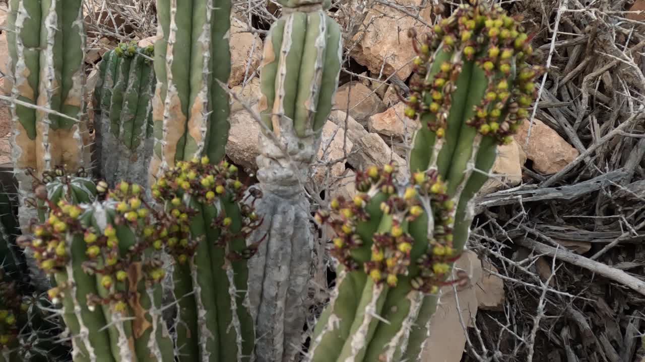 Euphorbia Echinus Cactus: A desert plant thriving in Morocco's southern mountains, providing bees with nectar for premium, high-quality honey and high price