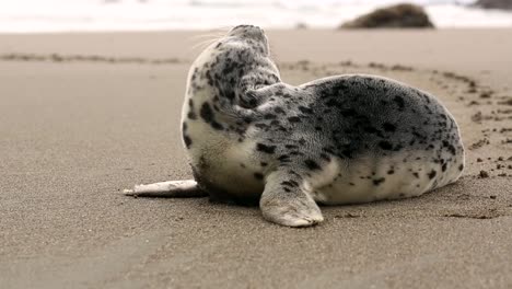 Cerca-De-Adorable-Foca-Manchada-Sin-Orejas-Verdadero-Bebé-Solo-En-La-Playa,-Joven-Foca-De-Puerto-Común-Phoca-Largha