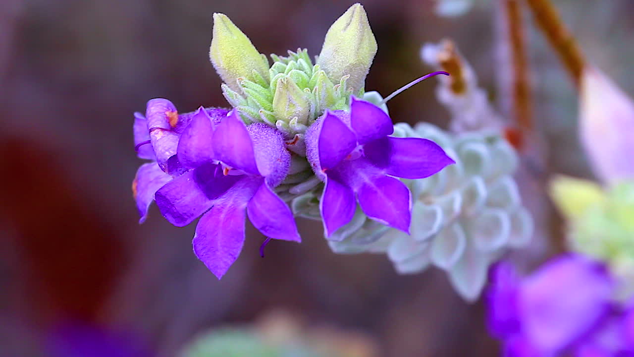 봄에는 보라색 꽃이 피다