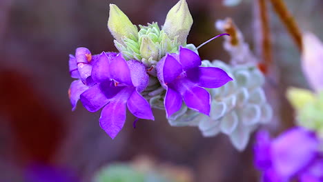 a violet flower blossoms in springtime