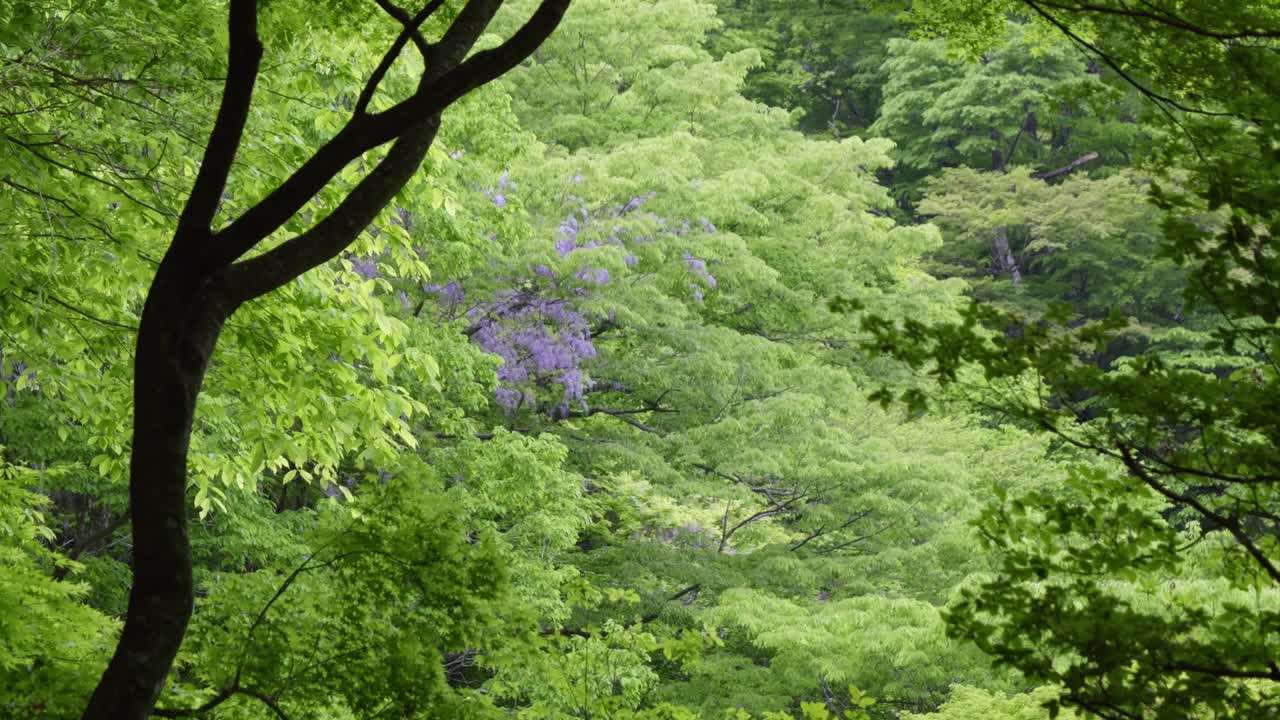 Beautiful Wisteria growing in natural forest