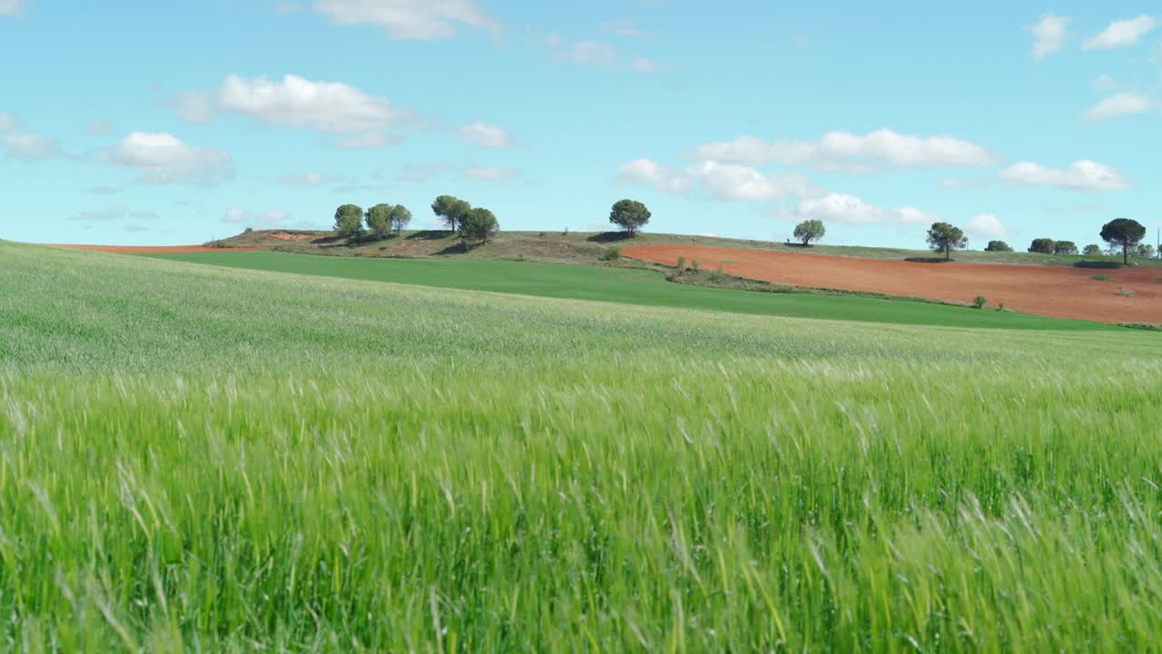 campo de trigo verde en el fondo del cielo azul en un día soleado