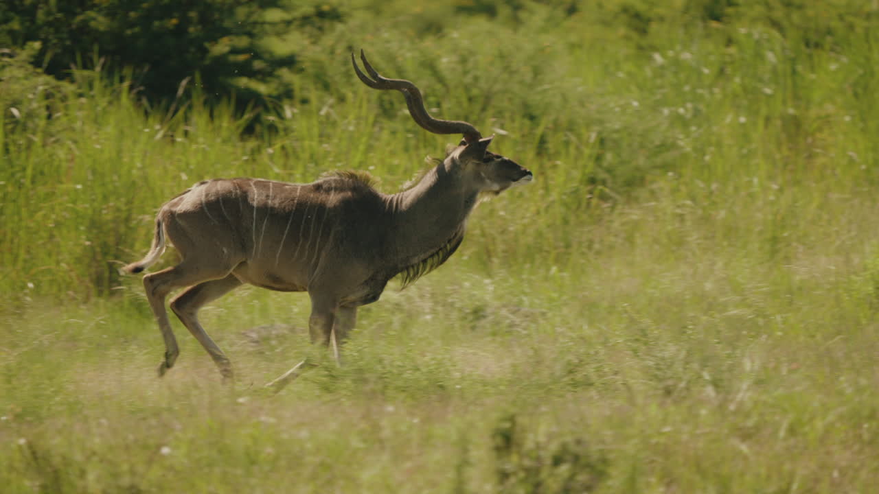 In the African savannah, a kudu darts through the tall grasses, its powerful legs propelling it forward as it evades the watchful eyes of hidden predators lying in wait.