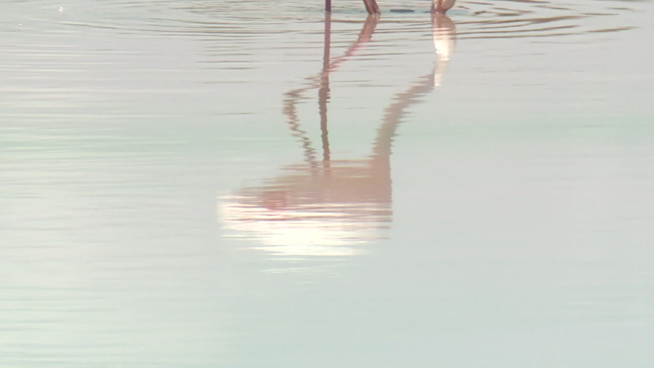 Pink Flamingo in a Salt Lake