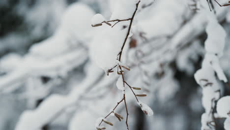 Snow-and-ice-covered-branches-of-birch-tree,-slow-slider-shot