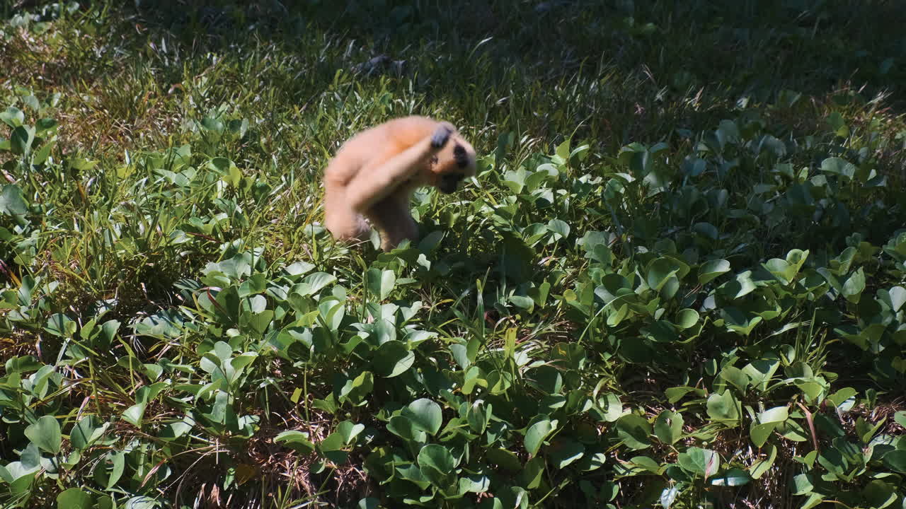 un gibón en un entorno de bosque exuberante