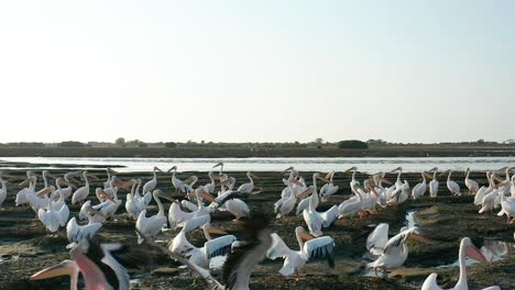 Muddy-zone,-at-the-end-of-a-30-km-long-bay,-channels-formed-by-the-tides