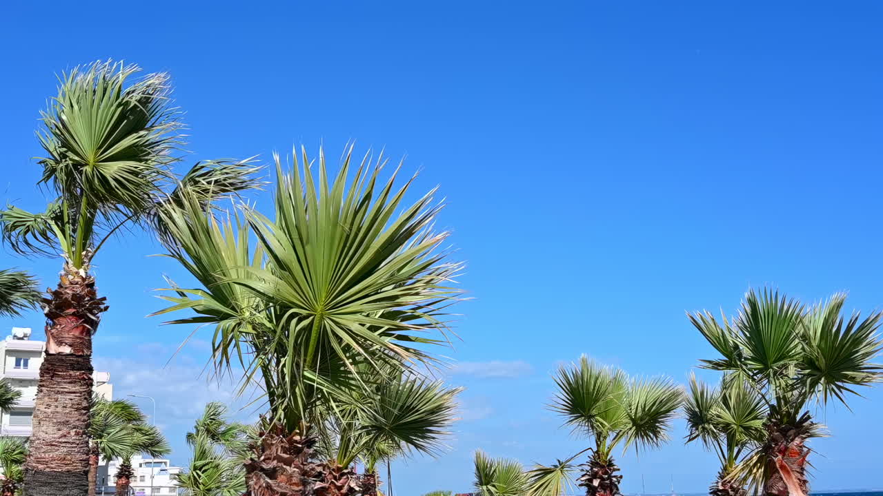View of tall palm trees swaying against a vivid blue sky at the Larnaca seafront, Cyprus