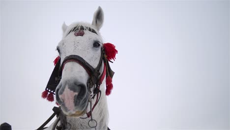 horse of blinking eye and horse's head with bridle on from downside, wintertime, the sky is in the background