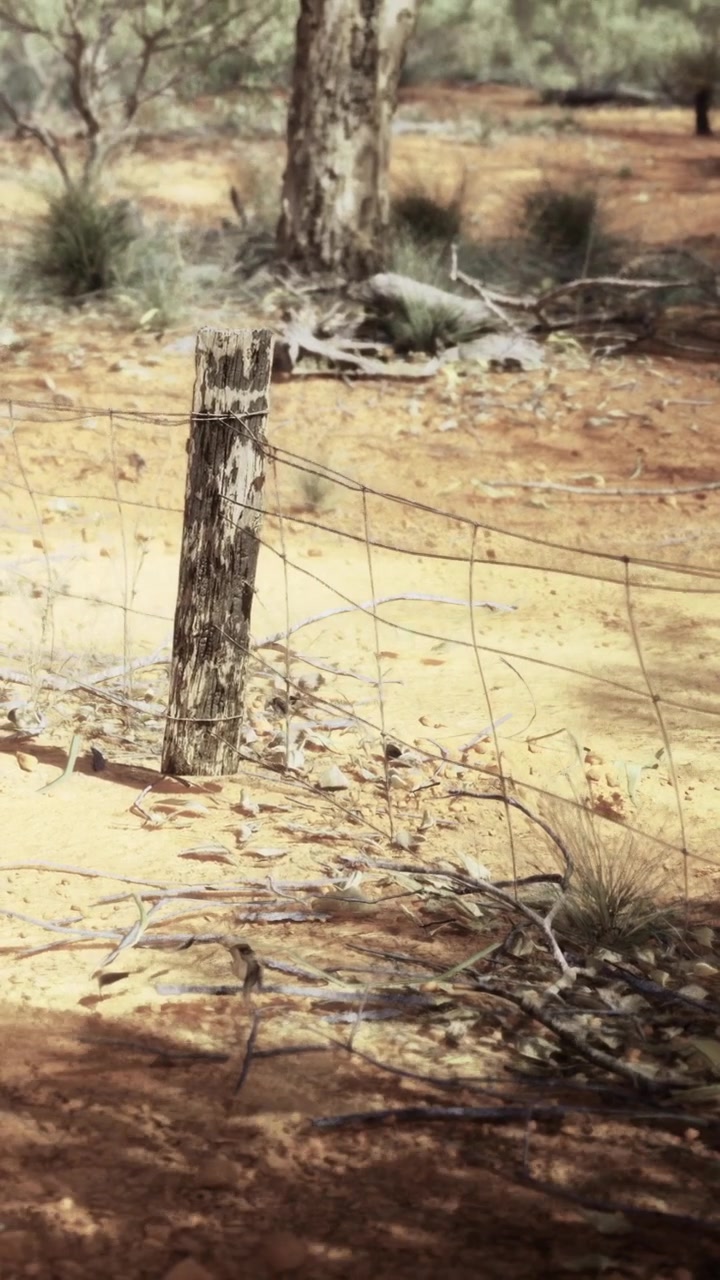 Un palo di recinzione in legno si erge lungo un sentiero sterrato in un paesaggio arido vicino al bosco
