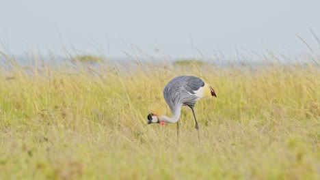 tomada en cámara lenta de la grúa coronada gris comiendo y pastando a través de las llanuras vacías y ventosas de la reserva nacional masai mara, kenia, áfrica.