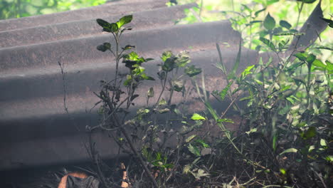 Old-water-pump-run-by-petrol-engine-emits-smoke-into-tropical-area,-close-up-view