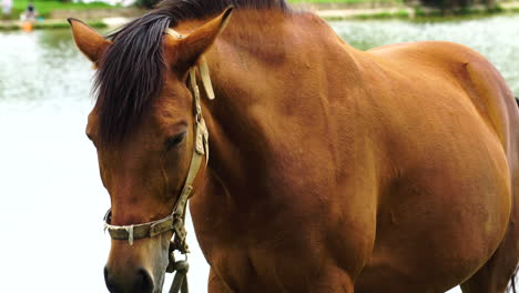 close up of bay horse with bridle. static