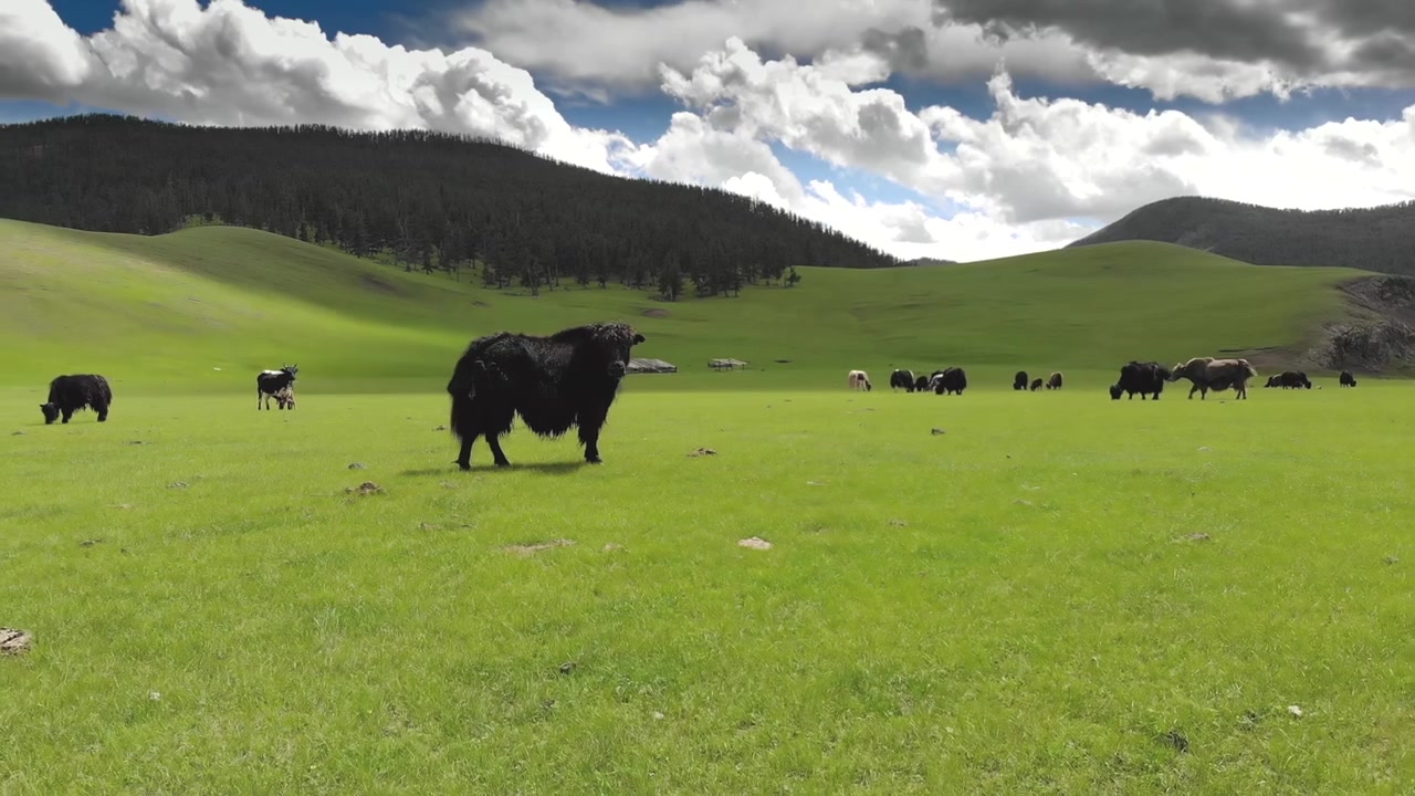 Mandria di yak al pascolo in una vasta e verde valle mongola