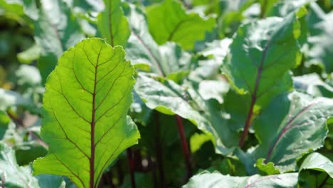 red beetroots, organic beets with leaves on soil background.