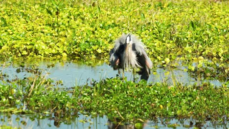 Great-blue-heron-rousing-shaking-feathers-and-preening-in-shallow-marsh-water-wetlands-4k