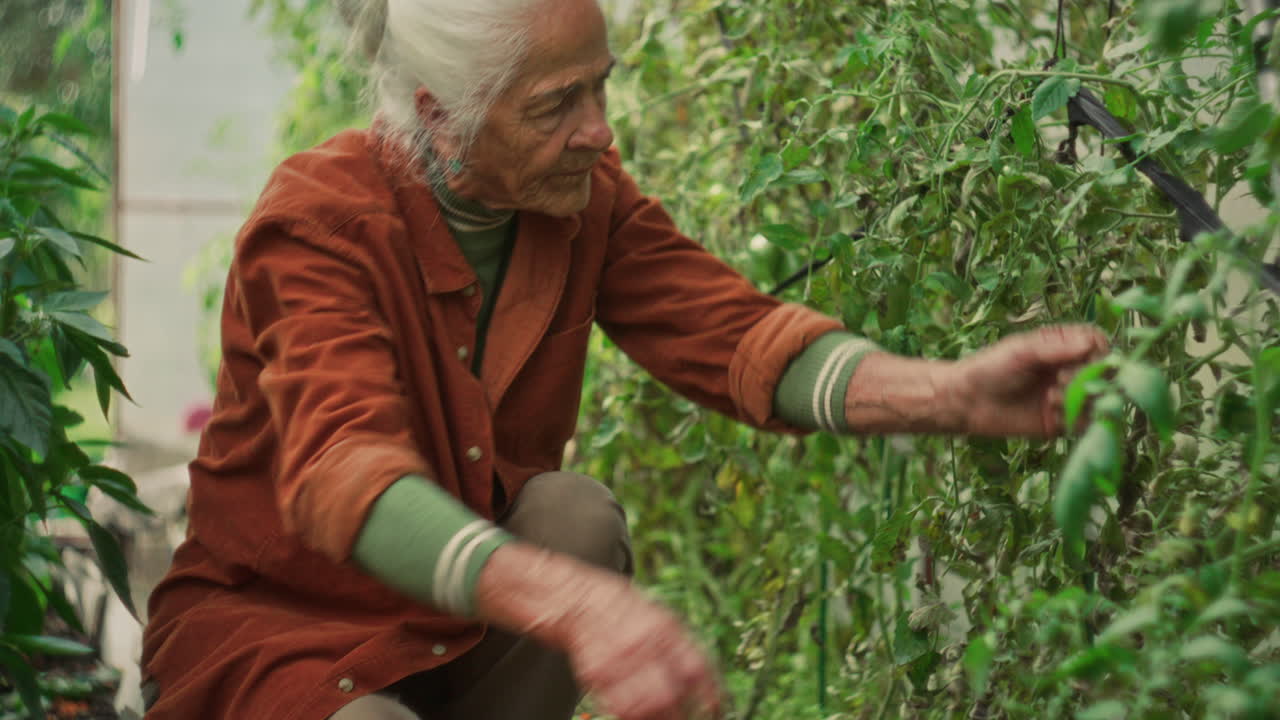 Elderly Woman Harvesting Ripe Tomatoes in Greenhouse Garden