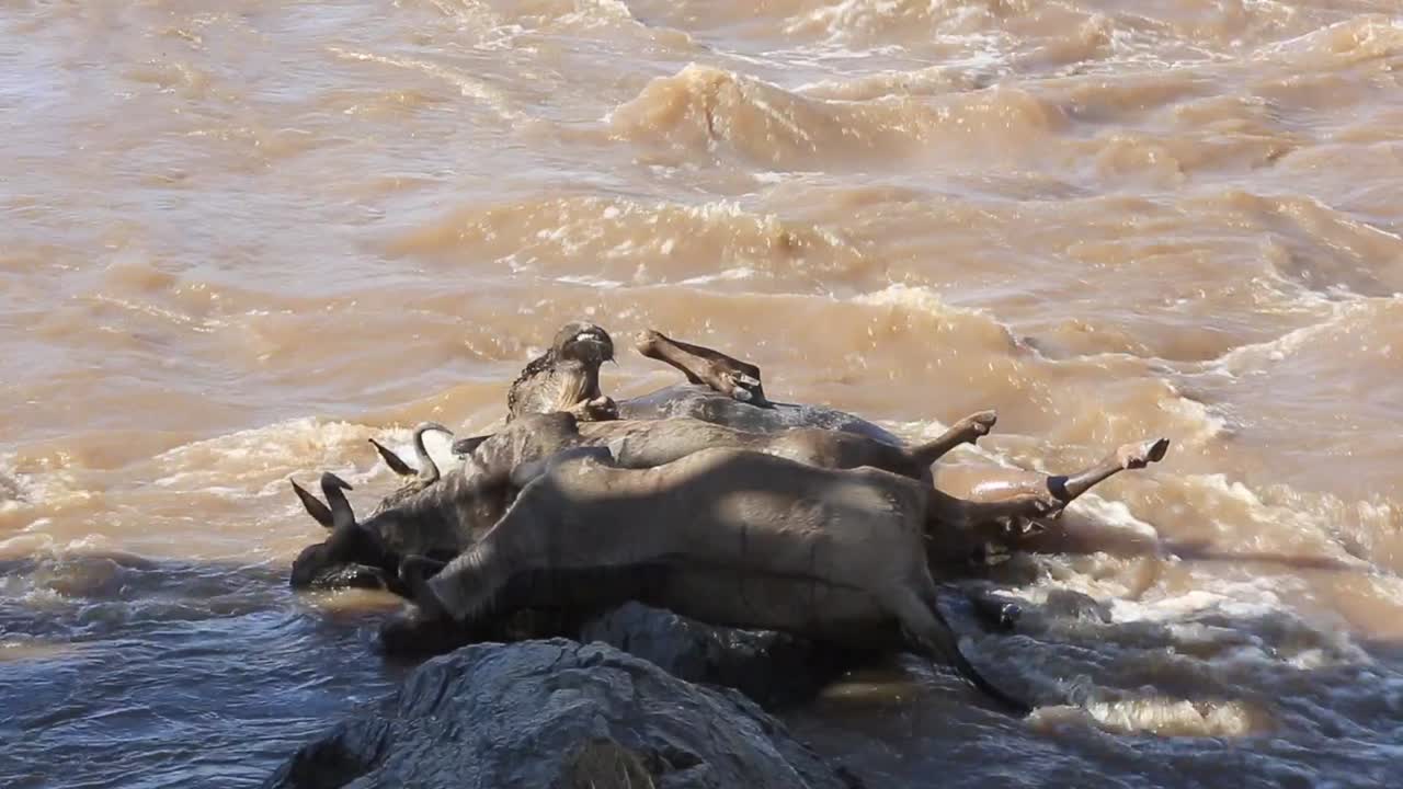 los cadáveres de ñus hinchados se amontonan en las rocas del fangoso río mara