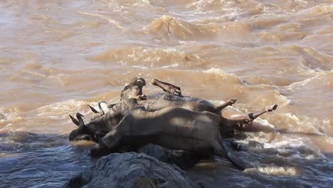 bloated wildebeest carcasses pile up on the rocks of muddy mara river