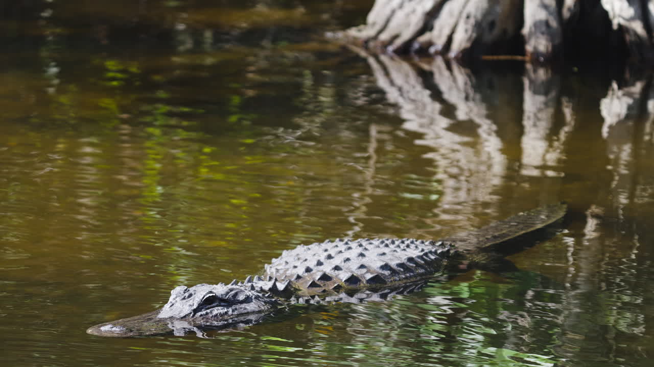 Alligator Body in Tannic Water
