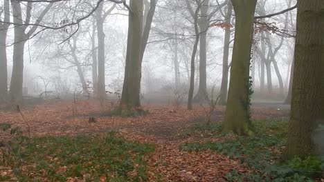 árboles-Del-Bosque-Del-Bosque-Mágico-Encantado-En-Una-Densa-Niebla-Atmosférica-Brumosa